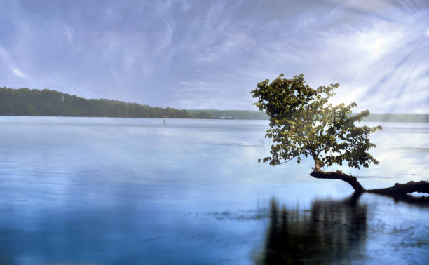 istock Pohick Bay, sea and tree 1336956067