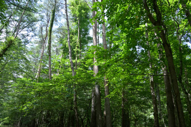 istock Mt.Fuji (Forest belt) 2021-July (Yamanashi, Japan) 1336957788