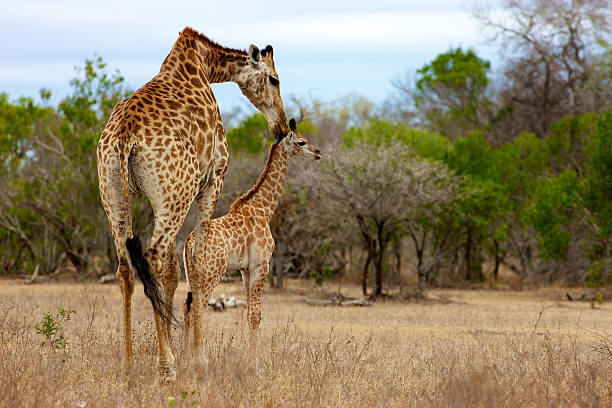 istock Giraffe and her young, Kruger National Park 133696127