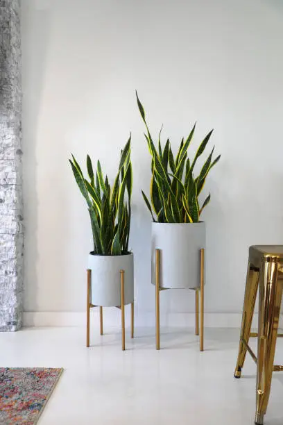 Mid Century decor with green potted snake plants