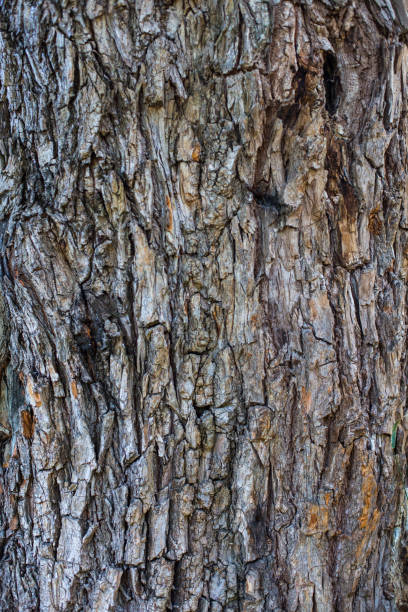 istock Textured tree bark. Wooden pattern. Natural background. Eco concept. 1336963462