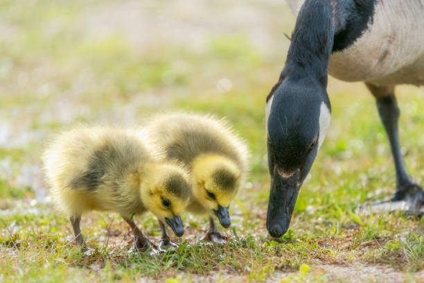 Canada Geese Chicks with Parent Canada Goose Goslings in Springtime. Great Meadows National Wildlife Refuge, Massachusetts canada goose photos stock pictures, royalty-free photos & images