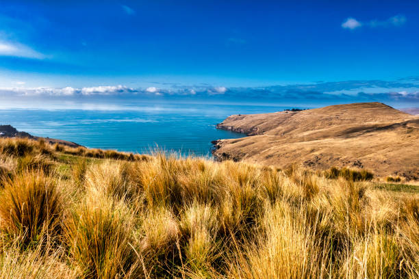 istock Dry brown Port Hills 1336963726