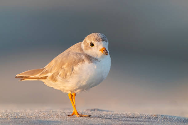 istock Piping Plover shorebird on a sandy beach in warm morning light 1336963741