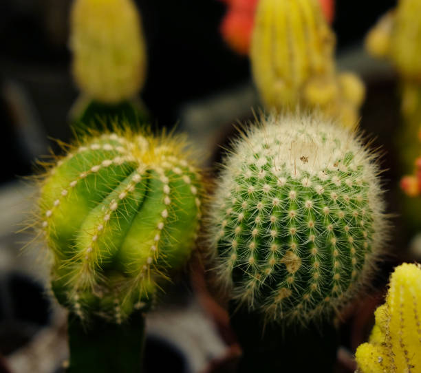 istock Various types of green cactus pots in the shop 1336965719