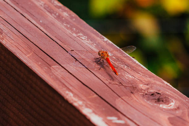 A dragonfly resting at the park in summer