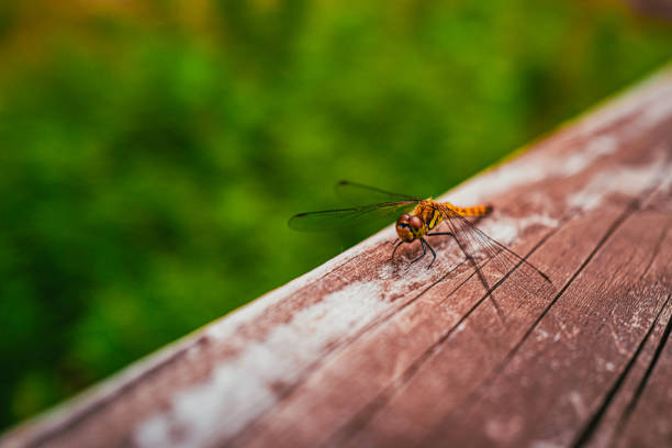 A dragonfly resting at the park in summer