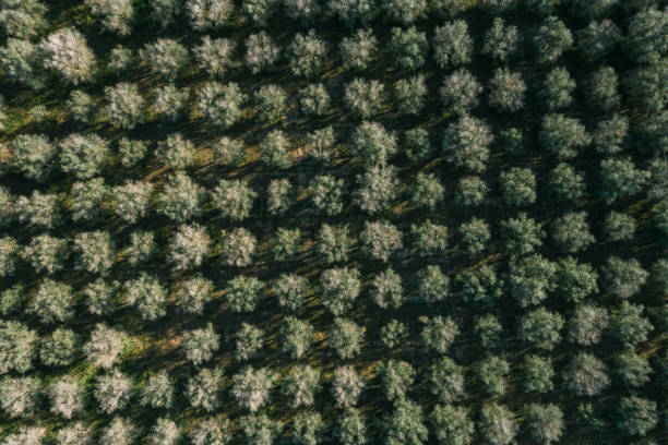 aerial olive orchard road