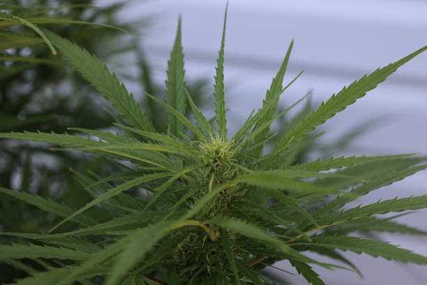 istock Cannabis Plant - Top View 1336974752
