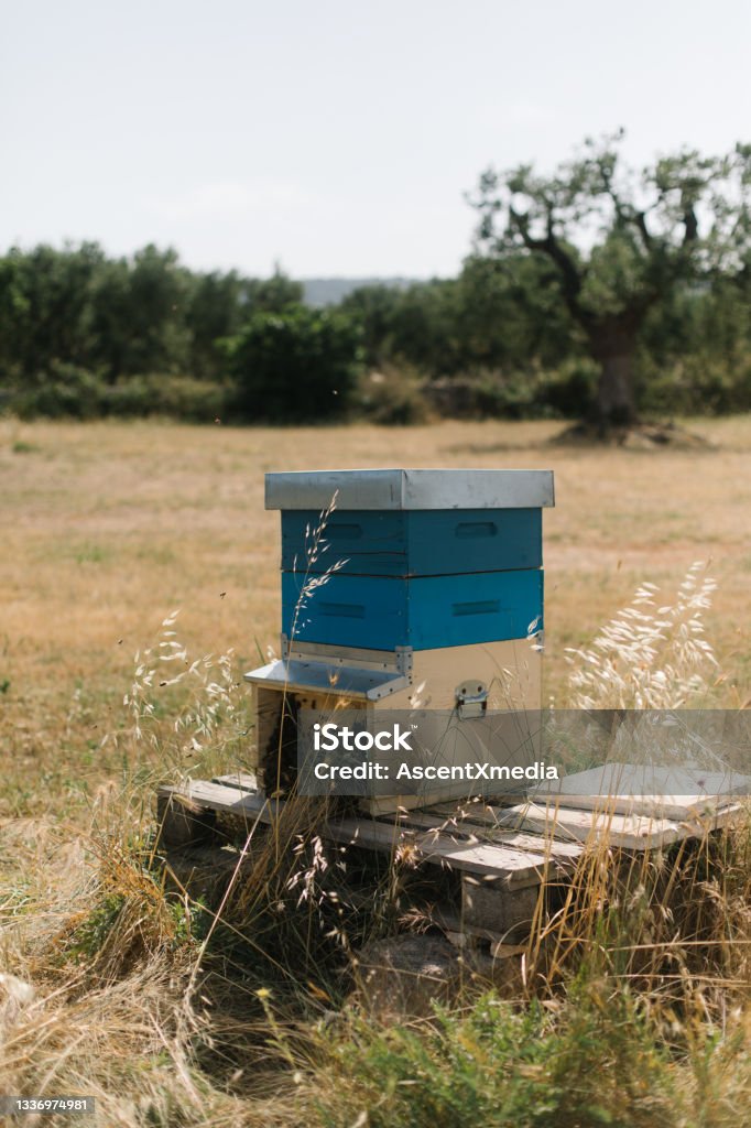 Honeybee hive in a field, in summer Distant olive trees Puglia Stock Photo