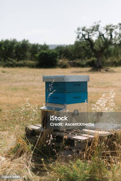 Honeybee Hive In A Field In Summer Stock Photo - Download Image Now - Puglia, Green Economy, Landscape - Scenery