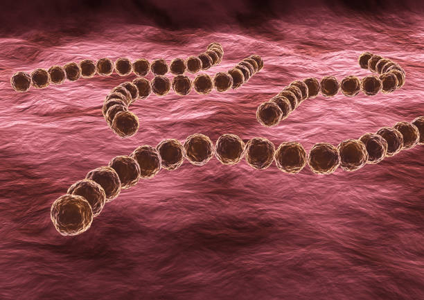 streptococcus pyogenes es una bacteria patógena altamente infecciosa, puede causar faringitis o enfermedades más graves como la escarlatina y la fiebre reumática - rheumatic fotografías e imágenes de stock