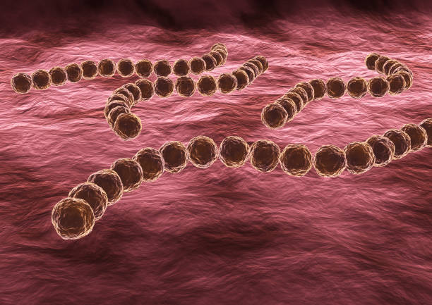 連鎖球菌は感染性の高い病原性細菌であり、緋色熱やリウマチ熱などの咽頭炎またはより重篤な疾患を引き起こす可能性がある - viridans ストックフォトと画像