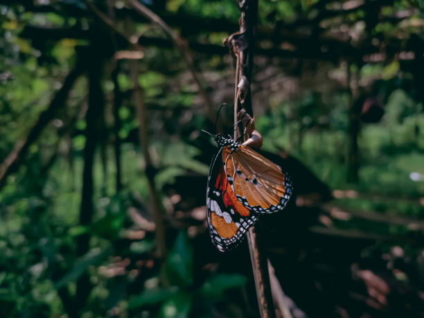 istock Danaus chrysippus, also known as the plain tiger, African queen, or African monarch, is a medium-sized butterfly widespread in Asia, Australia and Africa. 1336978081