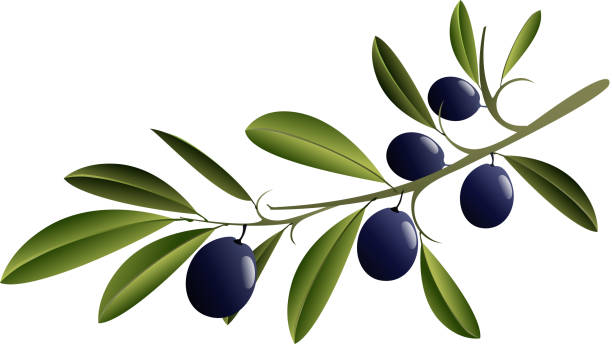 Black Olive Branch vector art illustration