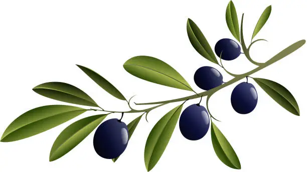 Vector illustration of Black Olive Branch