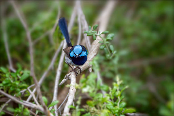istock Superb Fairy Wren perched on a branch 1336981488