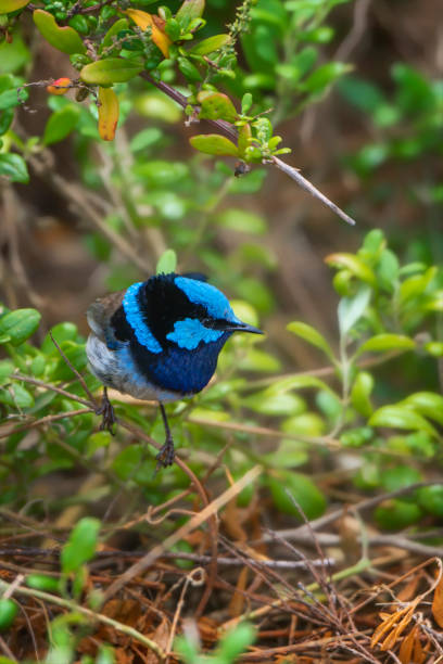 istock Superb Fairy Wren perched on a branch 1336981491