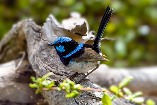Adult Superb Fairy Wren perched on a tree branch