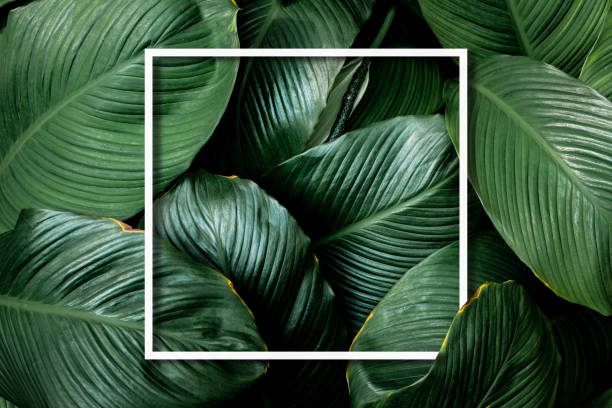 istock Full Frame of green Leaves with white frame Background 1336982121