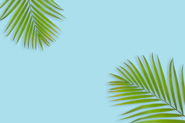 istock Creative layout of colorful tropical palm leaf on pastel blue background 1336982194
