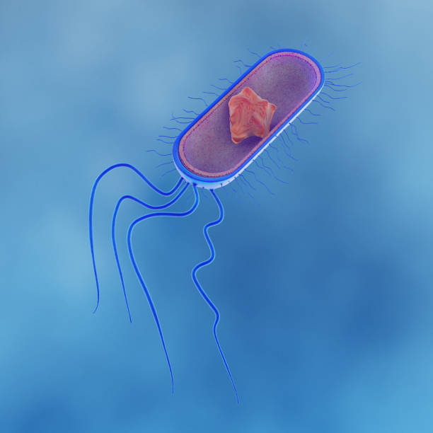 Structure of Escherichia Coli Structure of Escherichia Coli cell flagellum stock pictures, royalty-free photos & images