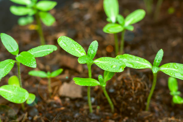 A Baby plants set against blurred coloured background. A Baby plants set against blurred coloured background. autumn copy space rural scene curing stock pictures, royalty-free photos & images