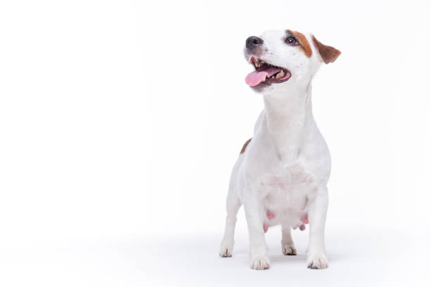 istock Little white pregnant jack russell terrier dog 1336987328