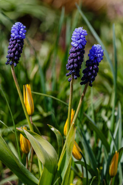 Muscari flowers, Muscari latifolium, Grape Hyacinths spring blue flowers blooming in april and may. Bulbous plants Muscari latifolium in the garden. grape hyacinth stock pictures, royalty-free photos & images