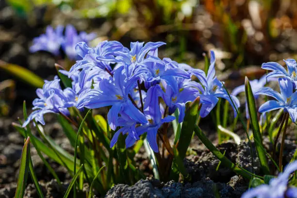 Chionodoxa is a low bulbous plant that blooms in early spring. ... Chionodox begin to grow immediately after the snow melts