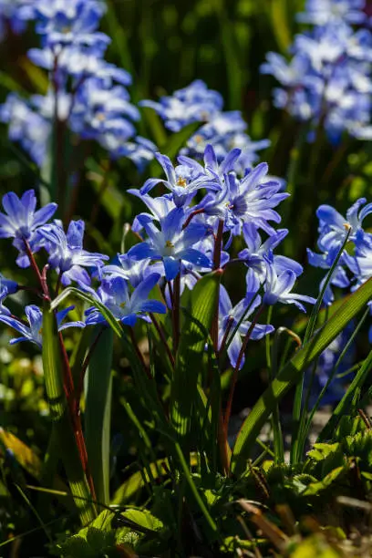 Chionodoxa is a low bulbous plant that blooms in early spring. ... Chionodox begin to grow immediately after the snow melts