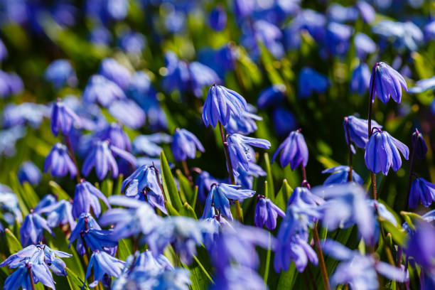 scilla siberica bleu ciel (scilla bifolia) au printemps gros plan. les premières fleurs printanières fleurissent dans le jardin. - campanula photos et images de collection