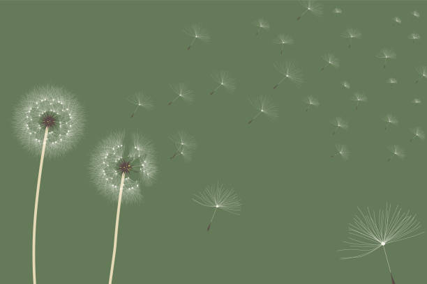 Dandelion fluff, flying fluff and fluffy mokomoko fluff, green background Vector Illustration dandelion stock illustrations
