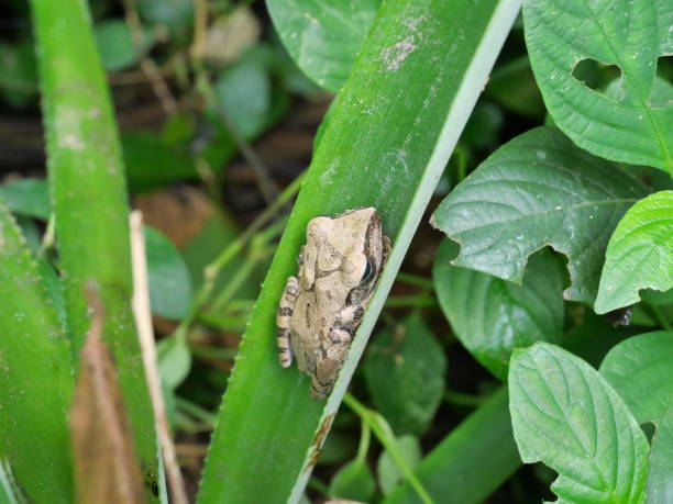 istock Common tree frog hiding on leaf in the tropical forest 1336991011