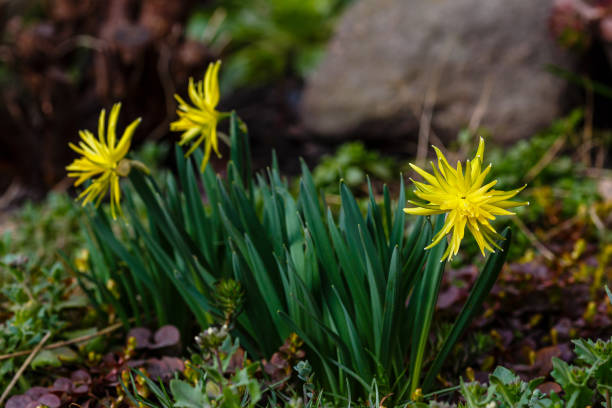 istock A bunch of bright yellow daffodils in spring garden 1336991027