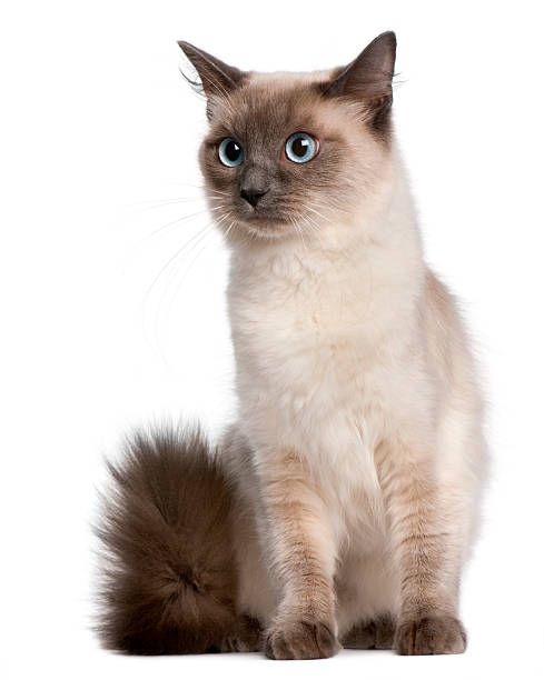 istock Ragdoll cat, fifteen months old, sitting, white background. 133699140
