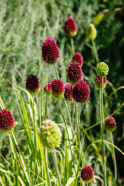 istock Allium sphaerocephalon, the round-headed leek 1336991861