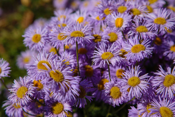 istock Erigeron flowers blooming in the garden 1336993747