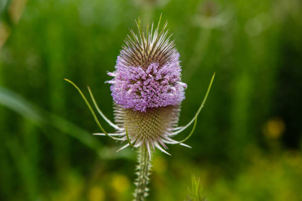 istock Dipsacus sativus (Lashakakigusa) flower is blooming in pink at botanical garden 1336995455