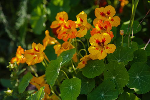 Stock photo showing close-up, view of some annual orange nasturtium flowers that have been planted as companion plants, so that they will act as a 'trap crop'.