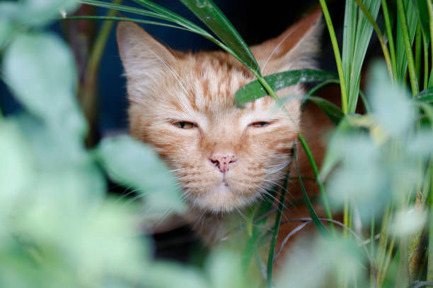 istock orange cute cat play with grass 1336996645