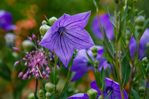 platycodon bleu fleuri dans le jardin. - campanule canterbury photos et images de collection