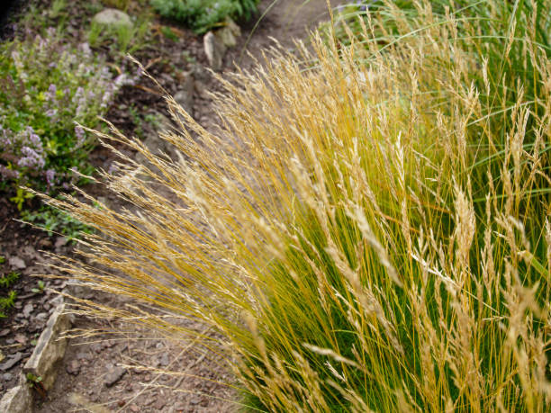 gros plan de la plante festuca ovina. festuca ovina, fétuque de mouton ou fétuque de mouton, est une espèce d’herbe. - fescue photos et images de collection