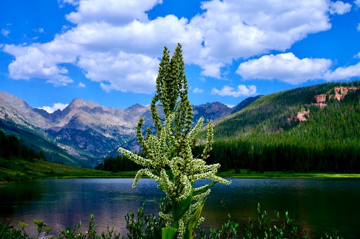 A thriving corn lily growing along the shores of Piney Lake near Vail, Colorado.