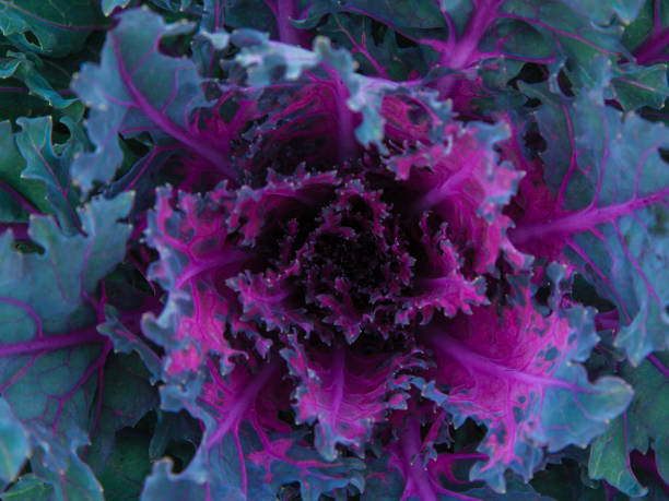 istock Decorative background of fresh decorative brassica oleracea. Multicolored decorative cabbage in autumn botanical garden 1336997567