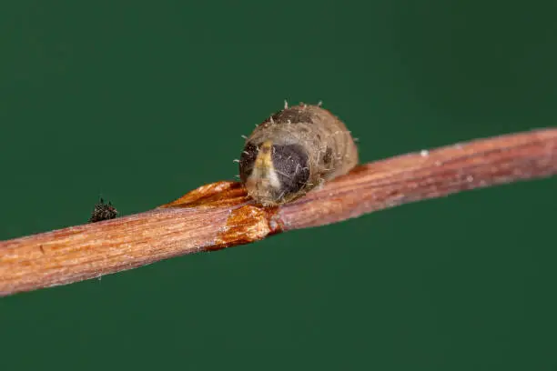 Small Hover Fly Pupa of the Genus Dioprosopa