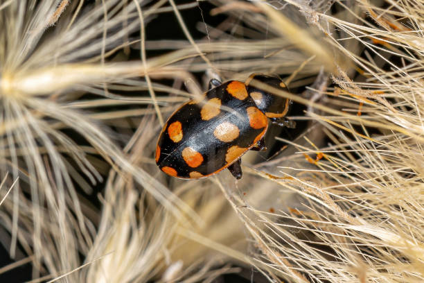 взрослая чернопятнистая леди-жук - brazil ladybug insect beetle стоковые фото и изображения