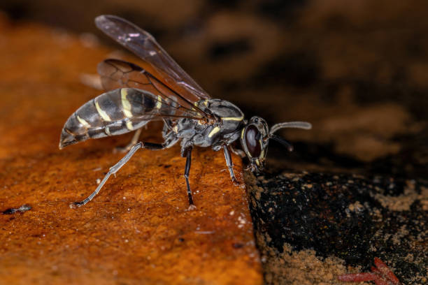 istock Adult Long-waisted Honey Wasp 1336998513