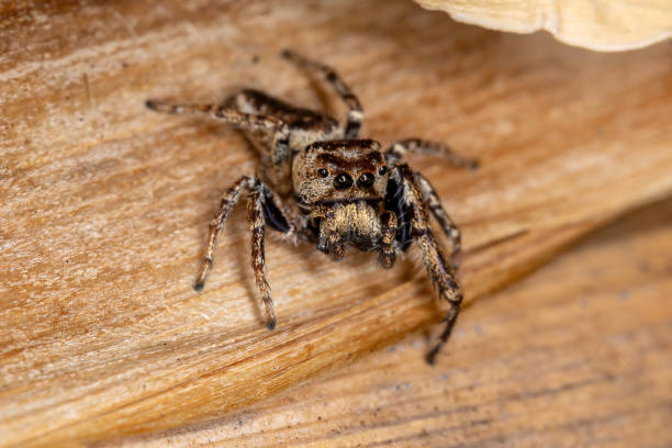 istock Adult Male Jumping Spider 1336998541