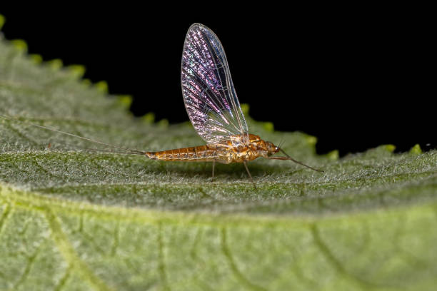 hembra de mosca de mayo pequeña - mayfly fly baetis fishing fotografías e imágenes de stock